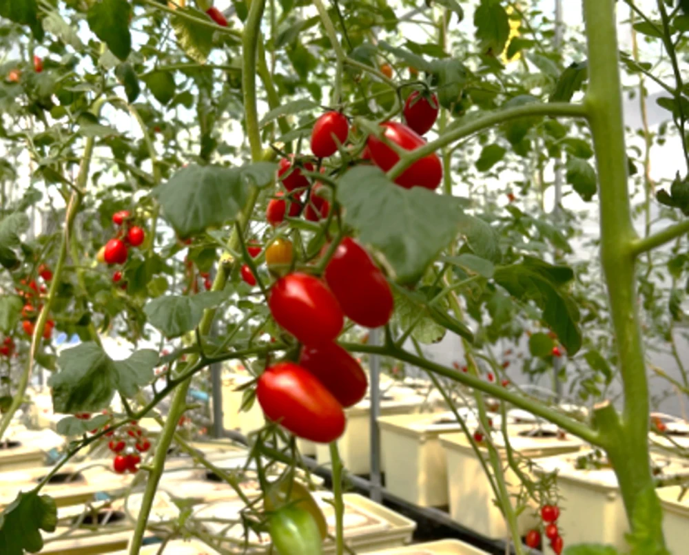 โครงการ Smart Farming