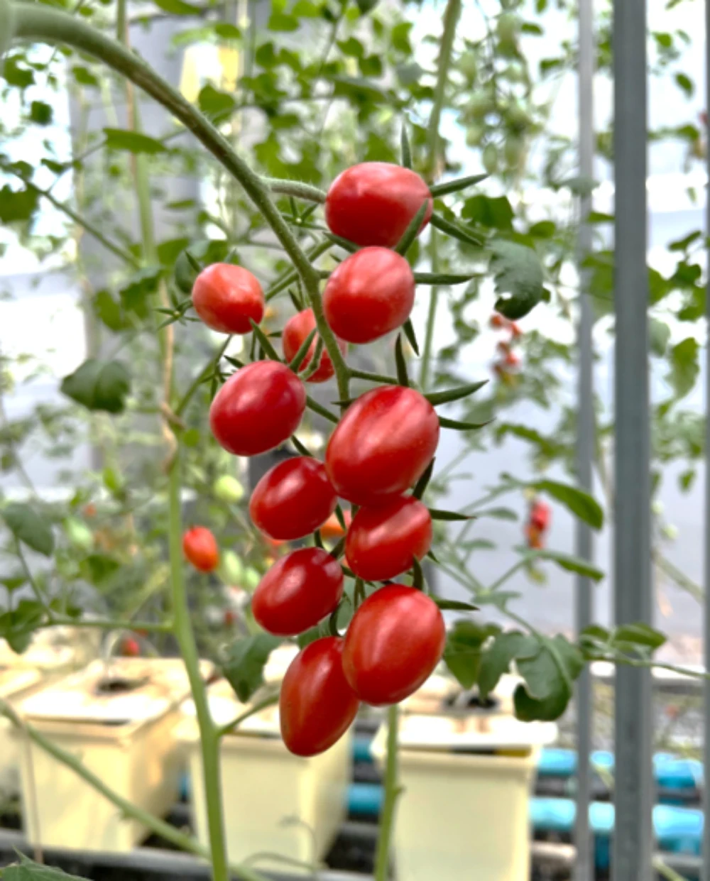 โครงการ Smart Farming